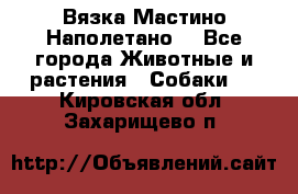 Вязка Мастино Наполетано  - Все города Животные и растения » Собаки   . Кировская обл.,Захарищево п.